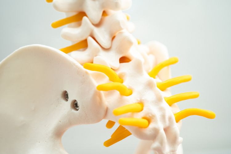 Embarking on a Neurological Odyssey Unveiling the Profound Connection Between Upper Cervical Chiropractic and Enriched Spinal Health
